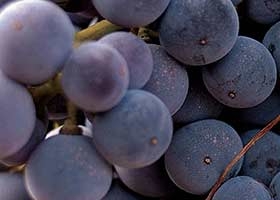 Descubriremos los secretos del afamado vino Rioja. 